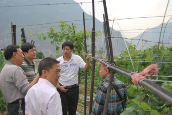 图为5月3日，甘世波(右二)作为永善县农业局局长，就葡萄避雨栽培示范建设作检查指导。