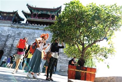 4日，颐和园，游客在闻一棵百年古桂的香味。中秋节期间，颐和园内将摆放300余盆桂花。新京报记者 浦峰 摄